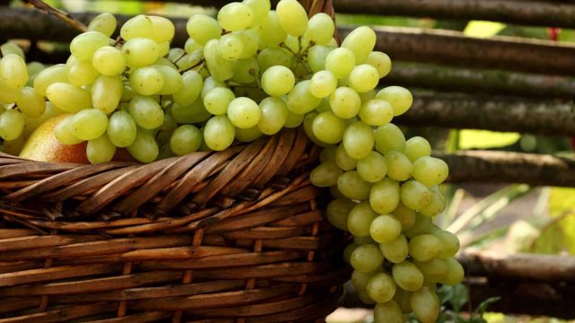 green grapes | موسوعة الشرق الأوسط