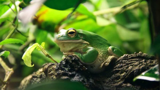 green nature frog treefrog zoology herpetology 103094.jpgd | موسوعة الشرق الأوسط