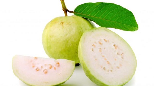 guava leaf | موسوعة الشرق الأوسط