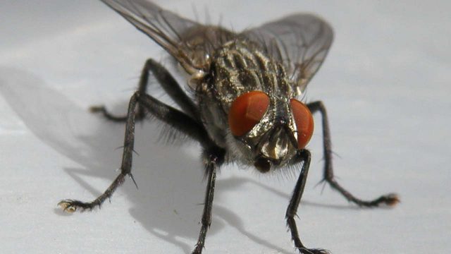 house fly e1413536308531 | موسوعة الشرق الأوسط