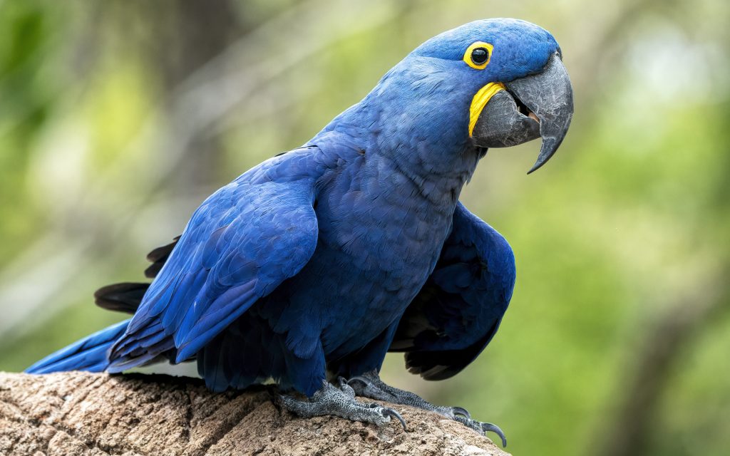 hyacinth macaw blue macaw blue parrot macaw parrots | موسوعة الشرق الأوسط