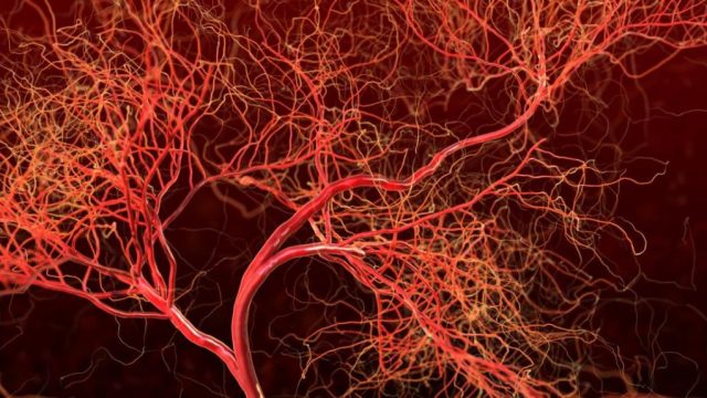 illustration of blood vessels | موسوعة الشرق الأوسط