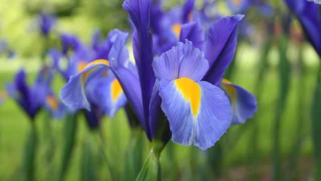 iris poisoning | موسوعة الشرق الأوسط