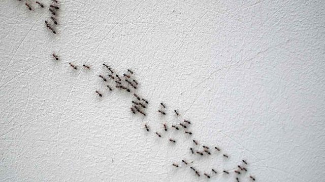 line of ants on a white wall | موسوعة الشرق الأوسط