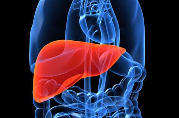 liver | موسوعة الشرق الأوسط