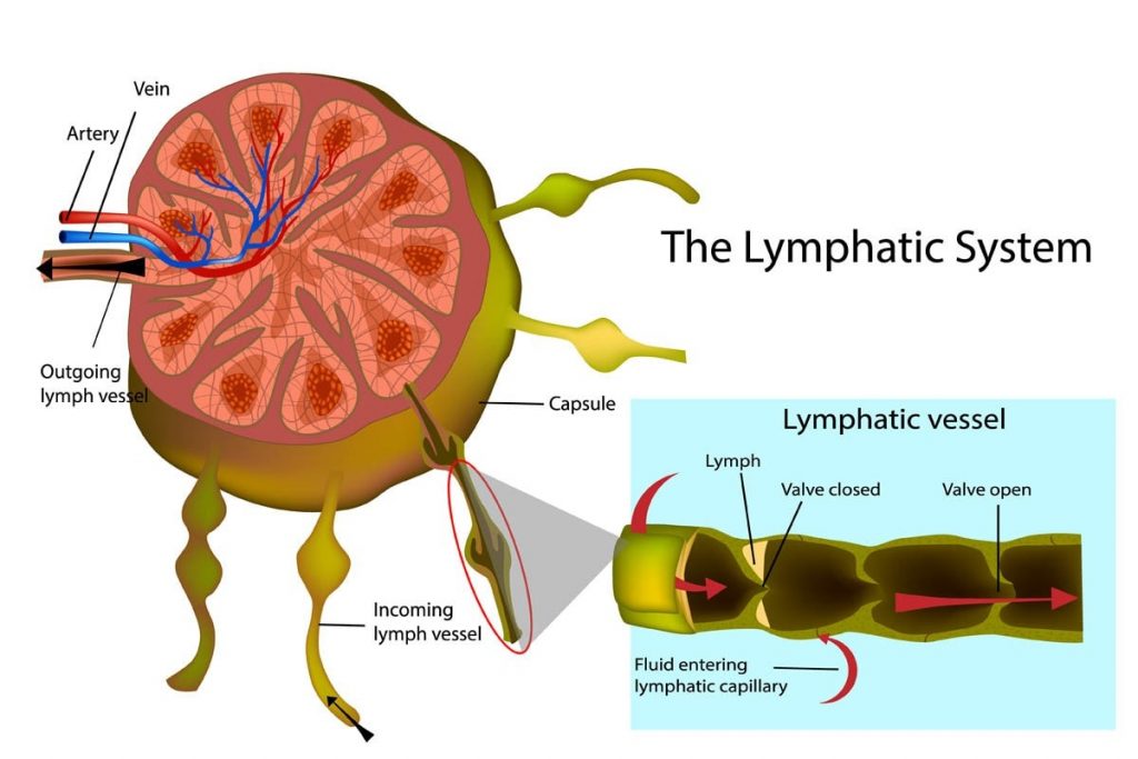 lymphatic system | موسوعة الشرق الأوسط