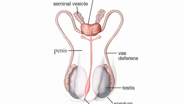 male reproductive system | موسوعة الشرق الأوسط