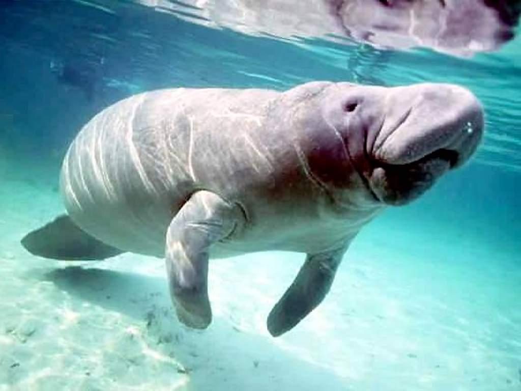 manatee | موسوعة الشرق الأوسط