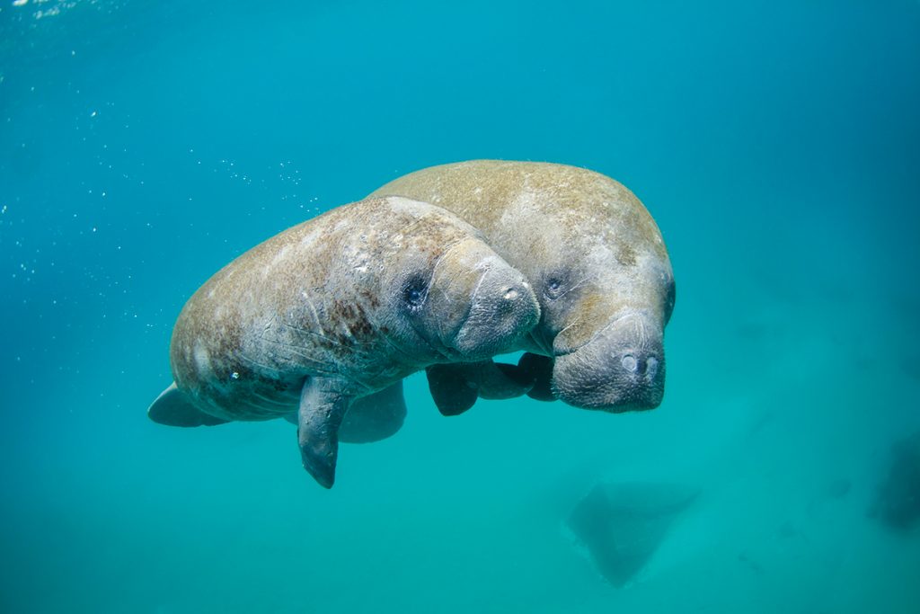 manatee pair underwater | موسوعة الشرق الأوسط