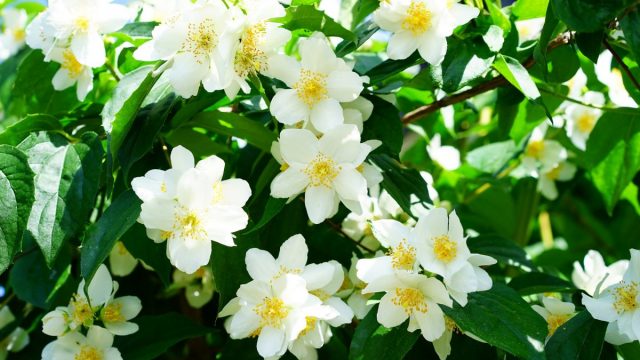 mock orange 1365920 1920 | موسوعة الشرق الأوسط