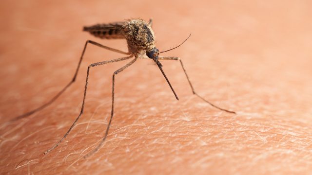 mosquito | موسوعة الشرق الأوسط