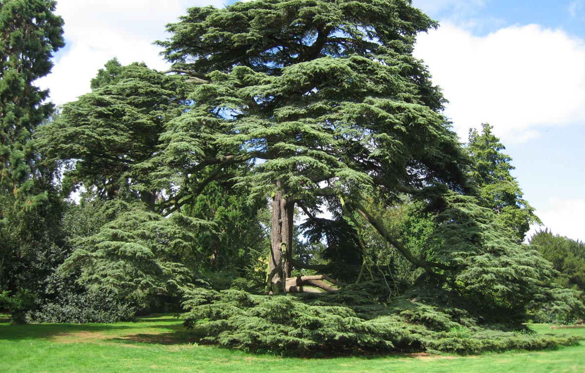 older cedar tree | موسوعة الشرق الأوسط