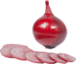 onion PNG3822 | موسوعة الشرق الأوسط