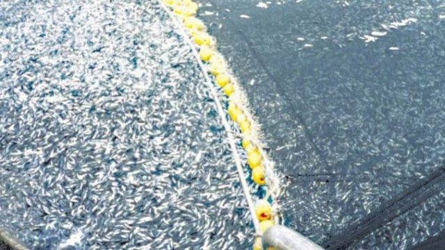 overfishing thousands of pounds of jack mackerel noaa images 1024x690 1024x380 | موسوعة الشرق الأوسط