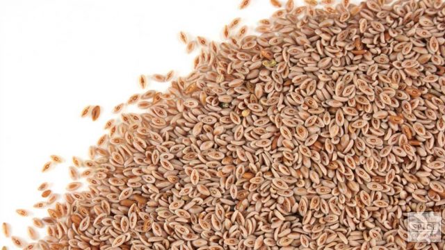 p 895 psyllium seed whole | موسوعة الشرق الأوسط