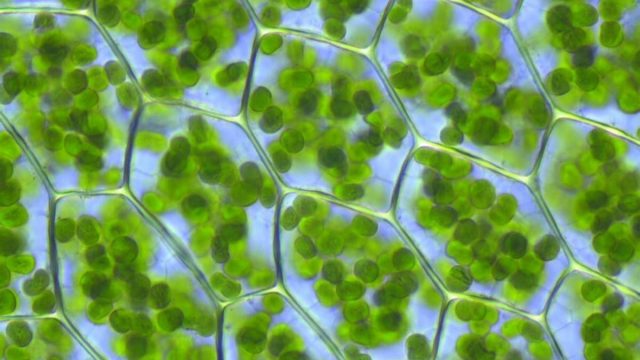 plant chloroplasts 1200x800 | موسوعة الشرق الأوسط