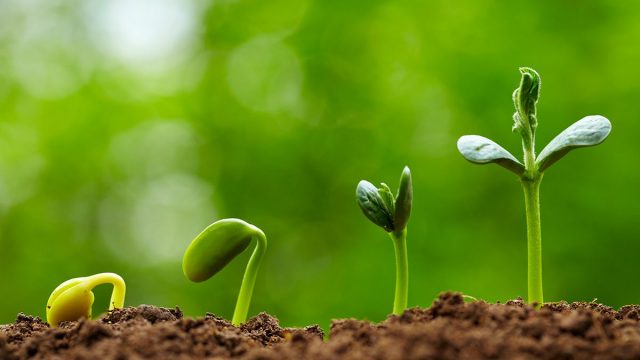 preparing seedlings 1200x800 | موسوعة الشرق الأوسط