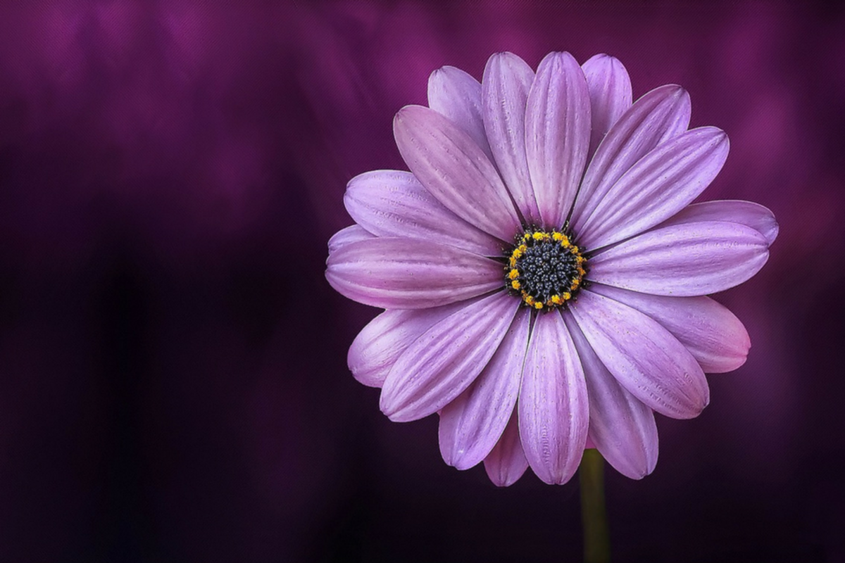 purple daisy flower with purple background | موسوعة الشرق الأوسط