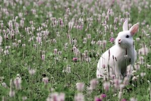 rabbit in flower field wallpaper 1680x1050 | موسوعة الشرق الأوسط