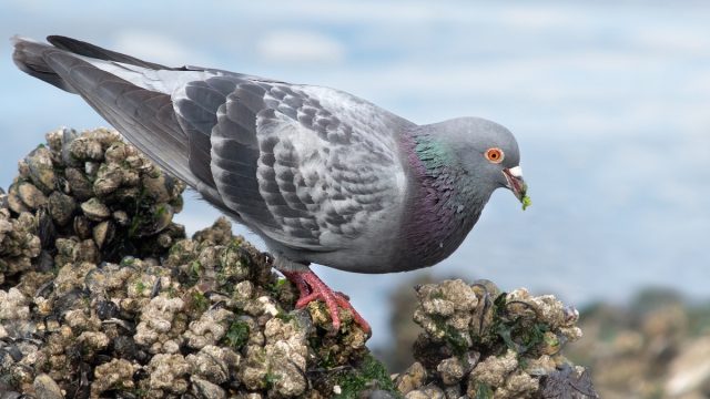 rock dove columba livia cc flickr ingrid taylar | موسوعة الشرق الأوسط