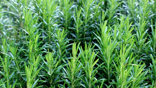 rosemary | موسوعة الشرق الأوسط