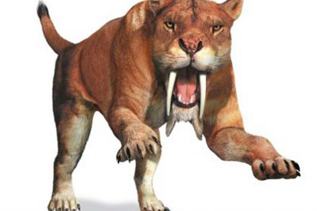 saber tooth cat 4 | موسوعة الشرق الأوسط