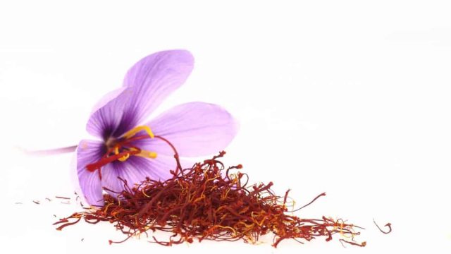 saffron | موسوعة الشرق الأوسط