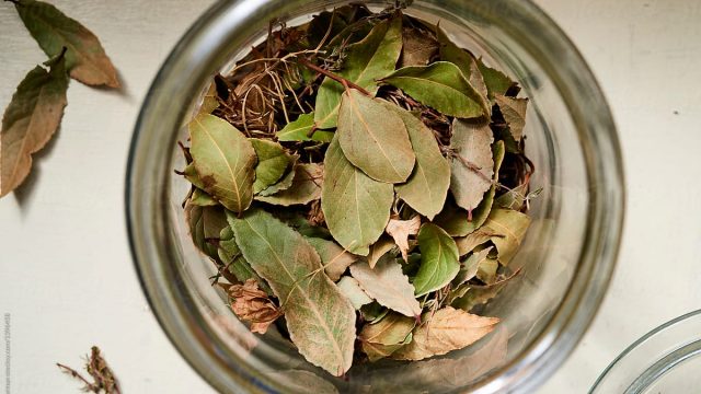 store dried bay leaves | موسوعة الشرق الأوسط