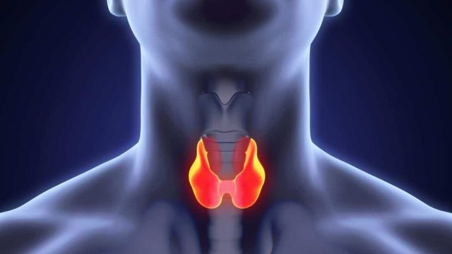 thyroid gland in neck highlighted in 3d image to represent medullary thyroid cancer | موسوعة الشرق الأوسط