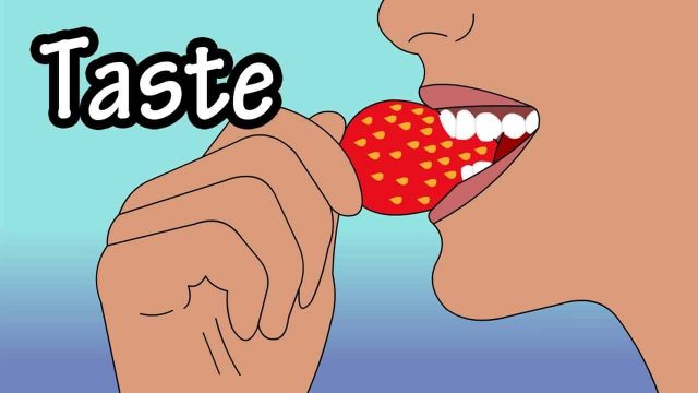 tongue clipart sense taste 19 | موسوعة الشرق الأوسط