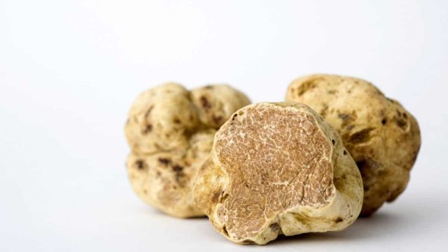 white truffles italy.0.0 | موسوعة الشرق الأوسط