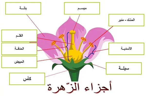 أجزاء الزهرة | موسوعة الشرق الأوسط