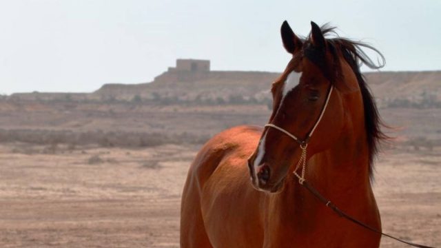 أسماء خيول عربية أصيلة ومعانيها | موسوعة الشرق الأوسط