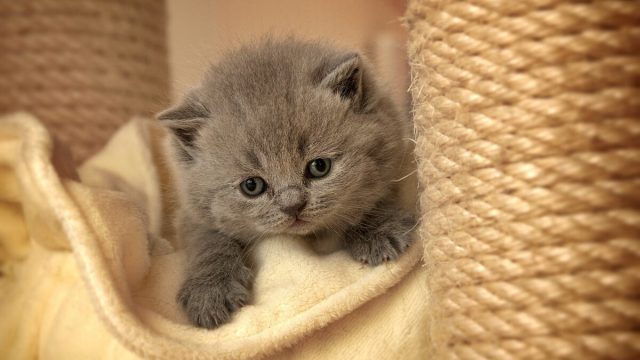 أفضل أنواع حليب القطط الصغيرة | موسوعة الشرق الأوسط