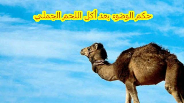 أكل لحم الإبل | موسوعة الشرق الأوسط