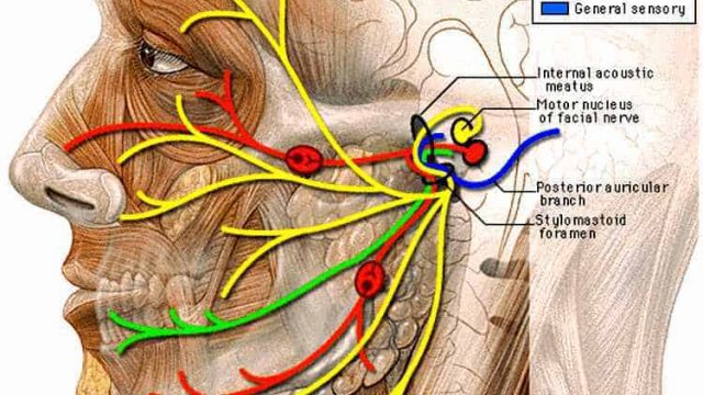 إلتهاب العصب السابع | موسوعة الشرق الأوسط