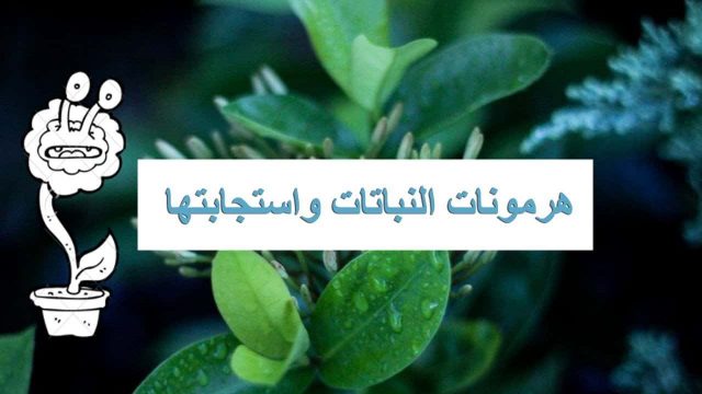 استخدام الهرمونات للنباتات في أمريكا | موسوعة الشرق الأوسط