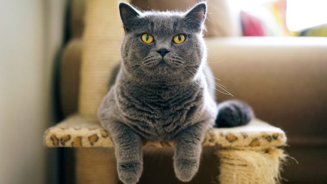 اسماء قطط اناث لون رمادي | موسوعة الشرق الأوسط
