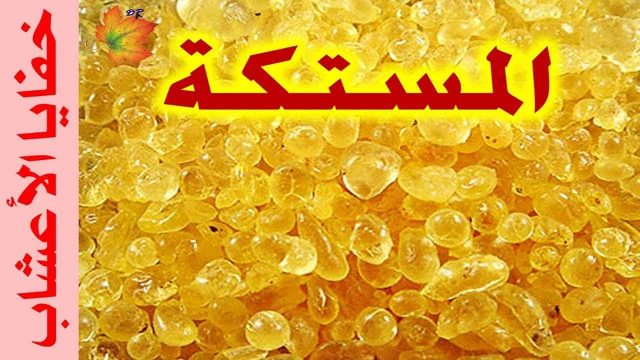 اضرار المستكة | موسوعة الشرق الأوسط