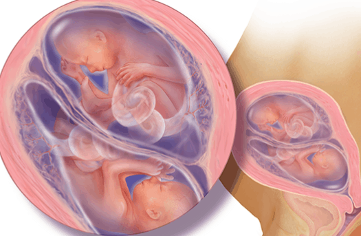 الأسبوع العشرين للتوأم داخل الرحم1 | موسوعة الشرق الأوسط