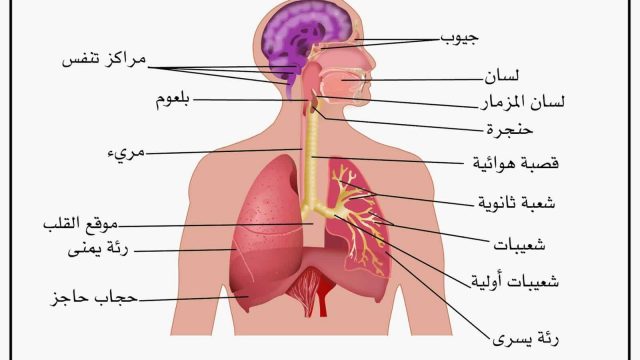 الجهاز التنفسي | موسوعة الشرق الأوسط