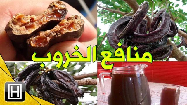 الخروب البري للتنحيف 1 | موسوعة الشرق الأوسط