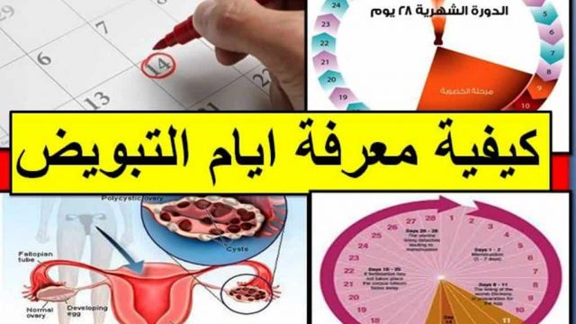 الدورة الشهرية وايام الخصوبة | موسوعة الشرق الأوسط