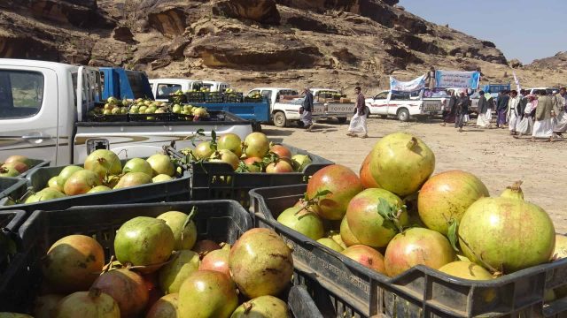 الرمان اليمني | موسوعة الشرق الأوسط