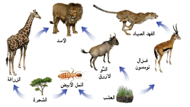 الشبكة الغذائية | موسوعة الشرق الأوسط