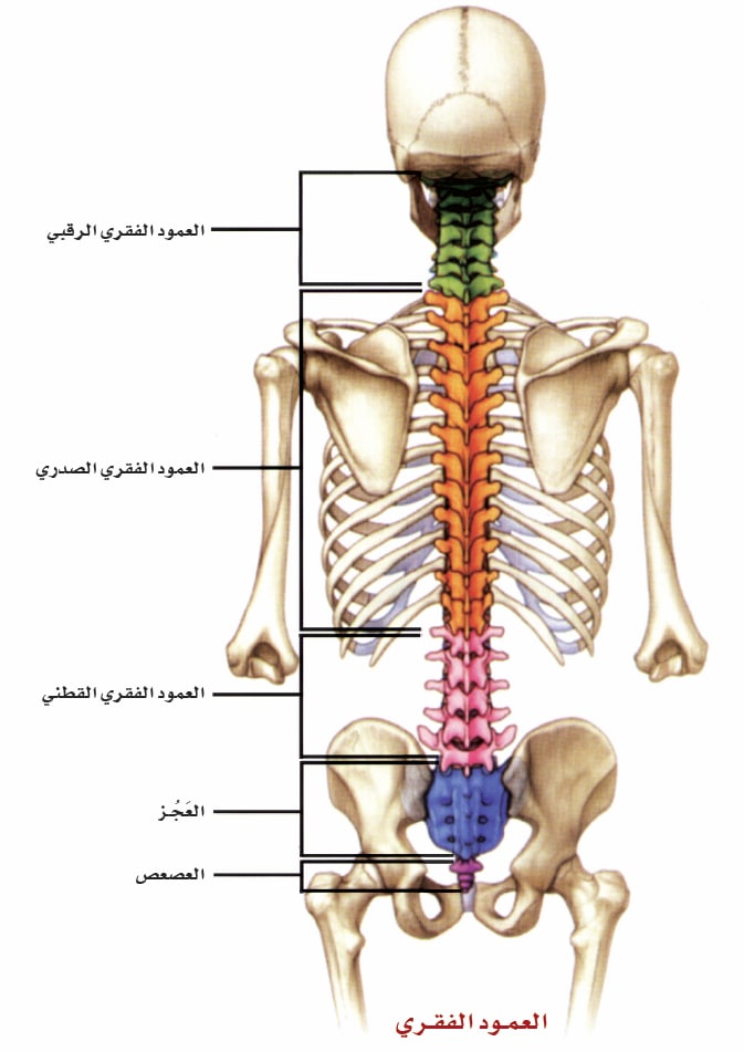 العمود الفقري | موسوعة الشرق الأوسط