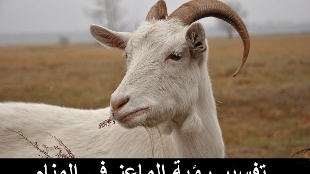 الماعز في المنام | موسوعة الشرق الأوسط