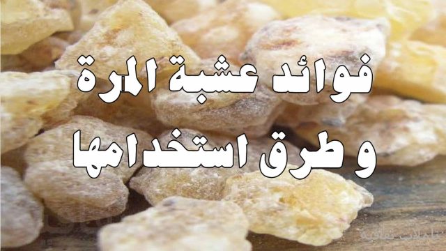 المر المكي | موسوعة الشرق الأوسط