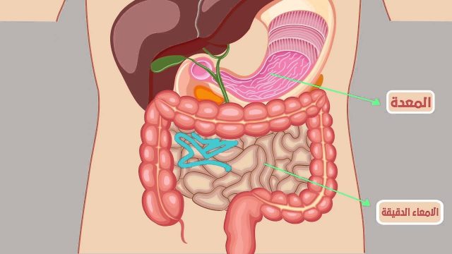 المعدة من اعضاء الجهاز | موسوعة الشرق الأوسط