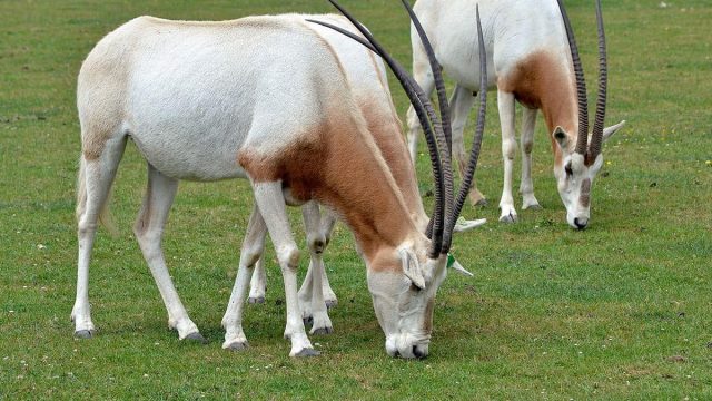 المها العربي | موسوعة الشرق الأوسط